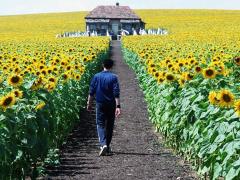 Фильмы про конфликт культур