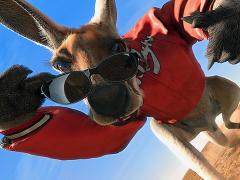 Фильмы про кенгуру