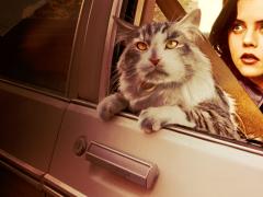 Фильмы про говорящих котов