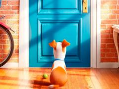 Фильмы про морских свинок