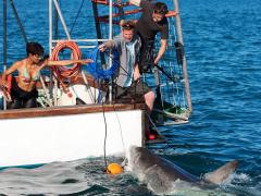 Фильмы про белых акул